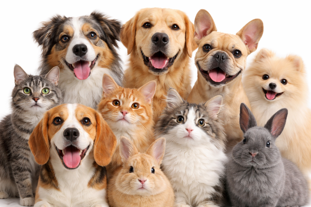 diversos tipos de pets para instagram